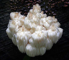 Hericium americanum .